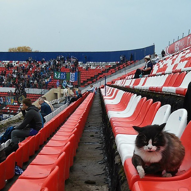 Котка "на проби" в руски тим